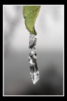 ice ice