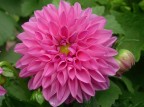 Fiore Fiore