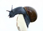 chiocciola chiocciola