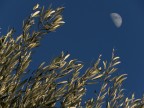 .: .03 voglio la luna :. .: .03 voglio la luna :.