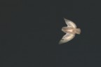Gufo in volo nella notte, aspetta il Gufo Day Gufo in volo nella notte, aspetta il Gufo Day