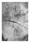 saw saw