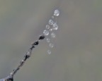 campanellino cinese... campanellino cinese...