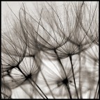 La prima foto del 2007. Buon anno a tutti.