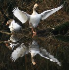400D
sigma 70-200mm
distanza focale 200mm
f 3.2
1/1000
senza cavalletto
la foto e tagliata
sono molto contento dello scatto
e ditemi se ce qualcosa che nn va cosi magari miglioro...