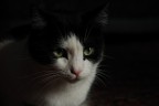 Figaro Figaro