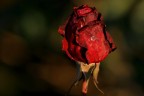 Rosa... d' inverno Rosa... d' inverno