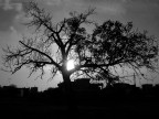 albero di Giuda albero di Giuda