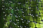 nel verde nel verde