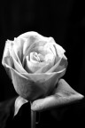 Rosa Rossa Rosa Rossa
