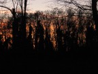 Il tramonto nel bosco Il tramonto nel bosco