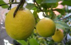 limoni d'inverno limoni d'inverno