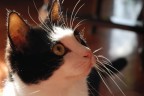 Figaro Figaro