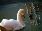 Cigno Cigno