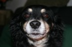pototo il mio cane pototo il mio cane
