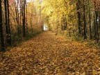 La strada gialla La strada gialla