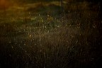 La natura � arte...