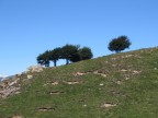 Alberi Sul Mottarone Alberi Sul Mottarone