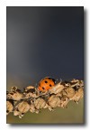 eclissi eclissi