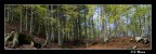 Pineta #2 Pineta #2