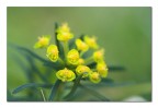 Quel mazzolin di fiori Quel mazzolin di fiori