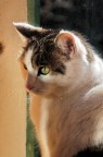 Lo sguardo vigile Lo sguardo vigile