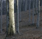 Foresta Foresta