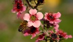 L'ape e il Fiore L'ape e il Fiore