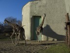 Giraffe Giraffe