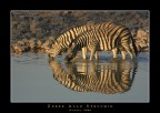 Zebre allo specchio Zebre allo specchio