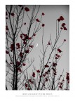 RED AND GRAY IN THE MOON RED AND GRAY IN THE MOON