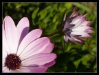 Fiore rosa Fiore rosa