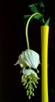 giallo... giallo...
