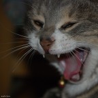 Yawnnnn... Yawnnnn...