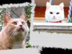 MIAO.....Incantato.... MIAO.....Incantato....