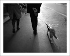 Vita da Cani Vita da Cani