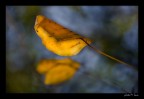 Yellow leave Yellow leave