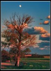 Albero rosso Albero rosso