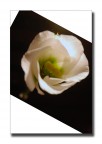 Fiore interno Fiore interno