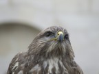 Falco a metà Falco a metà