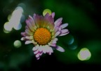 appoggiato su gocce di luce