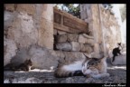 Gatto