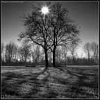 La campagna di Carignano, Torino. #7. Versione b/n