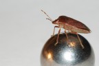 Sulla Sfera... Sulla Sfera...