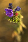flowers flowers
