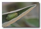 cimice avvolta cimice avvolta