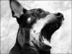 Che sonno! Che sonno!