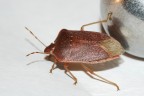 La cimice e la sfera La cimice e la sfera