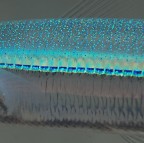 Per chi voleva le radiografie