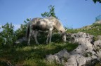 cavallo bianco cavallo bianco